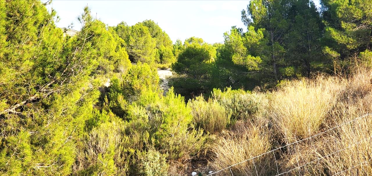 Image4