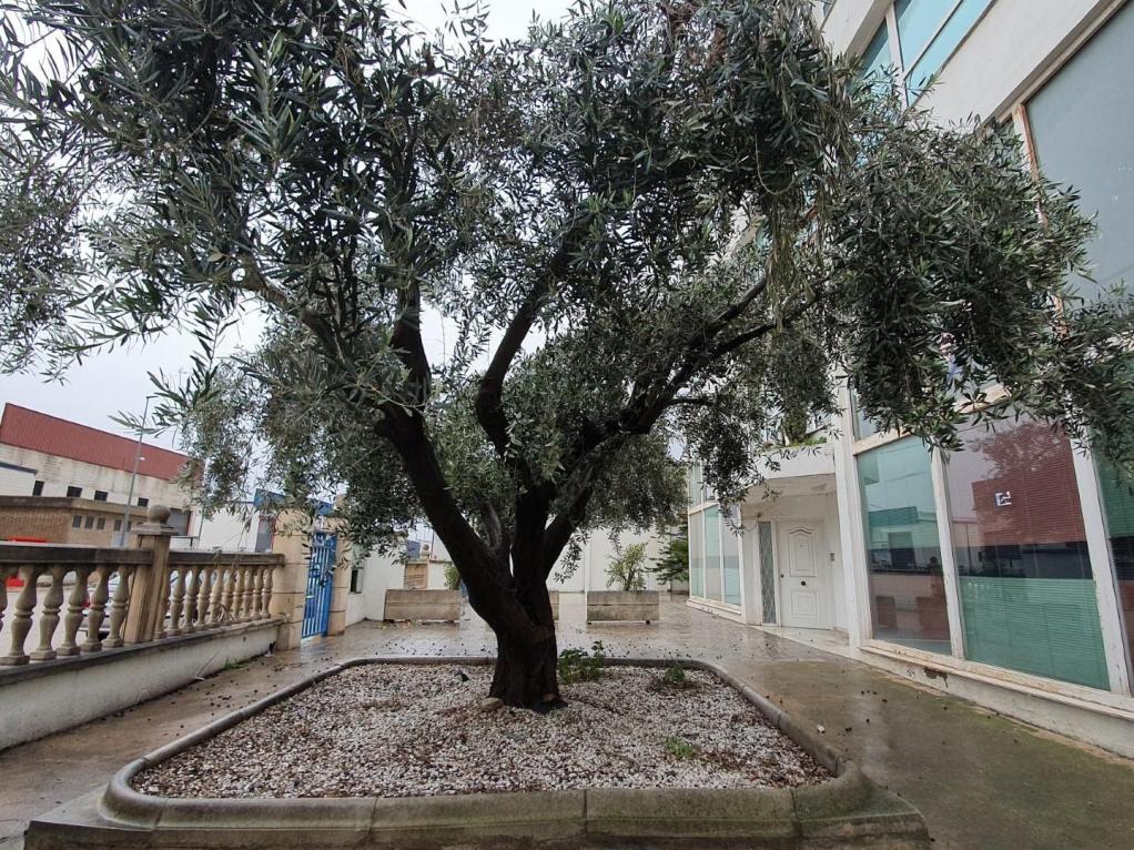 - Image 3
