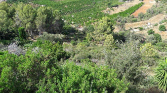 Terreno em Pego - Image 3
