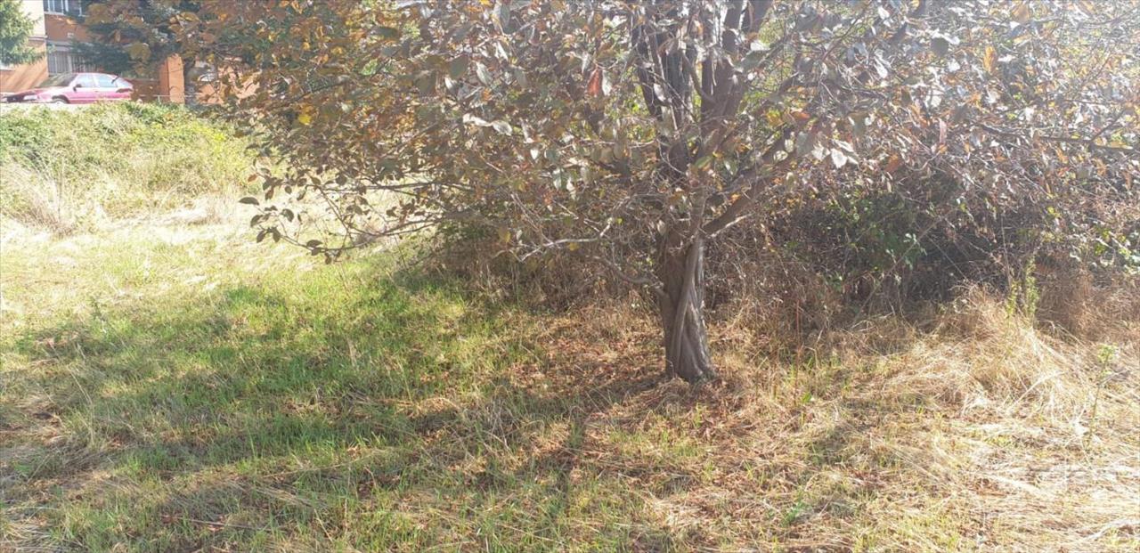 - Image 11