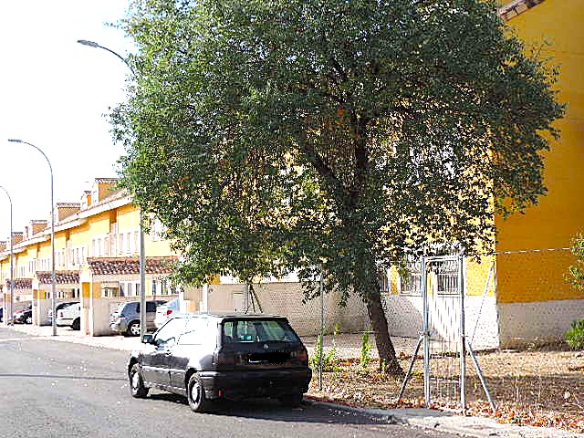 calle Esquivias, Yeles, Toledo