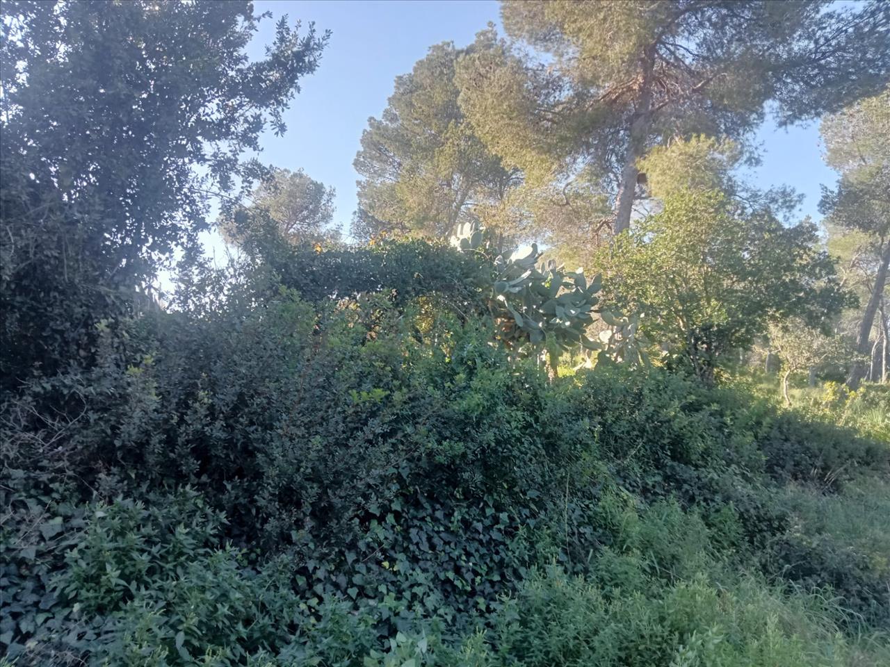 - Image 3