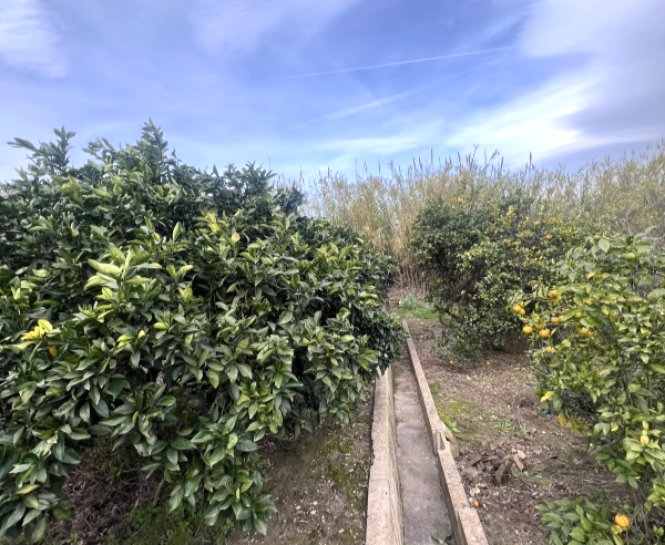 Finca rústica en Clot De La Torre