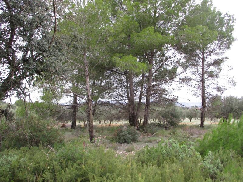 Suelo urbanizable residencial en Llanorel
