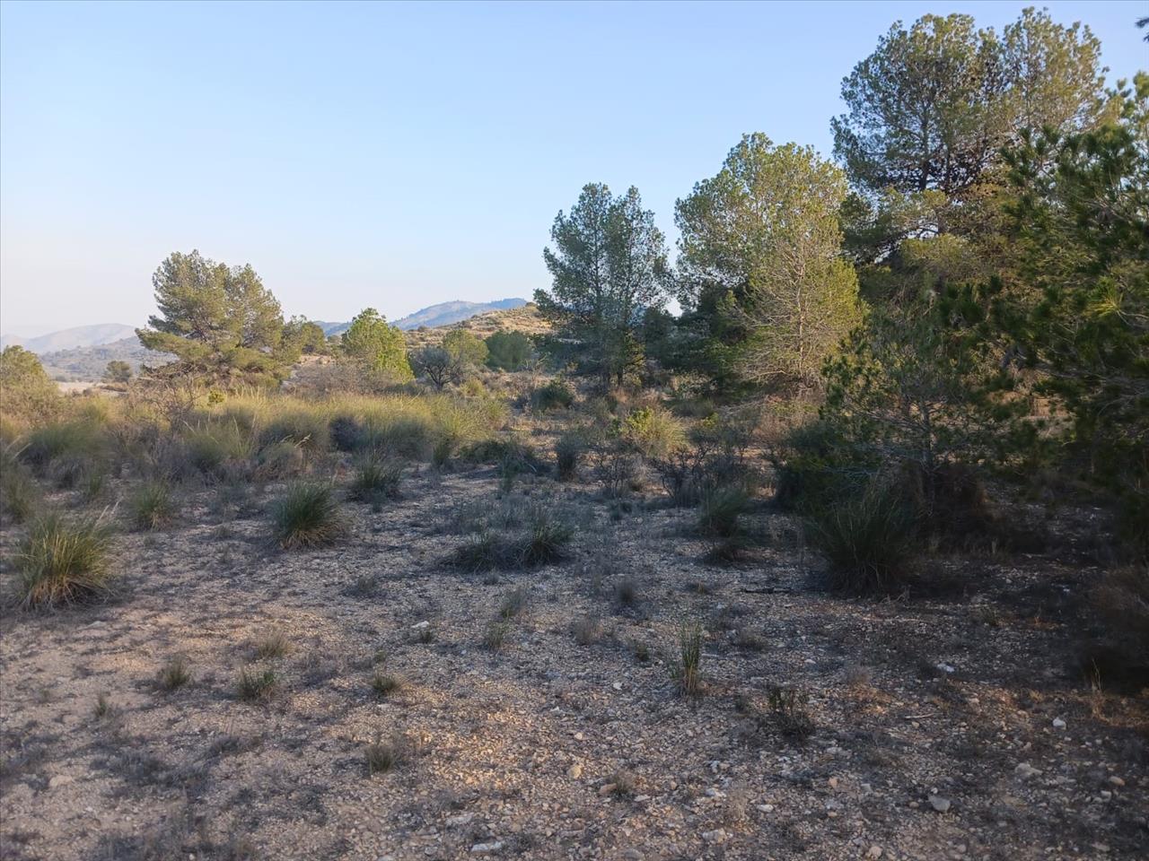 Terreno Rústico em Monóvar, Alicante - Oportunidade Única! - Image 1