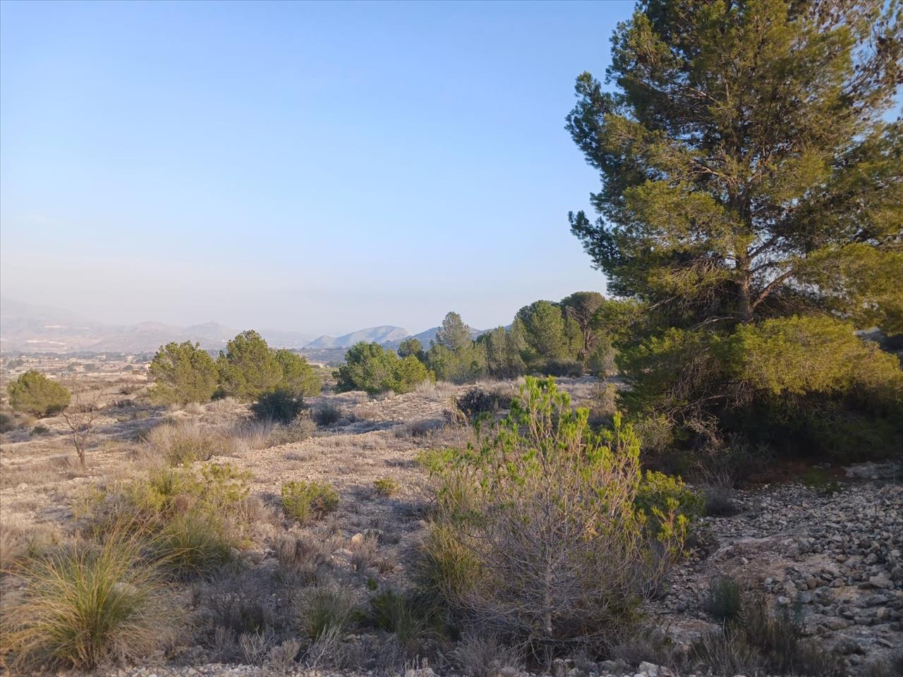 Terreno Rústico em Monóvar, Alicante - Oportunidade Única! - Image 4
