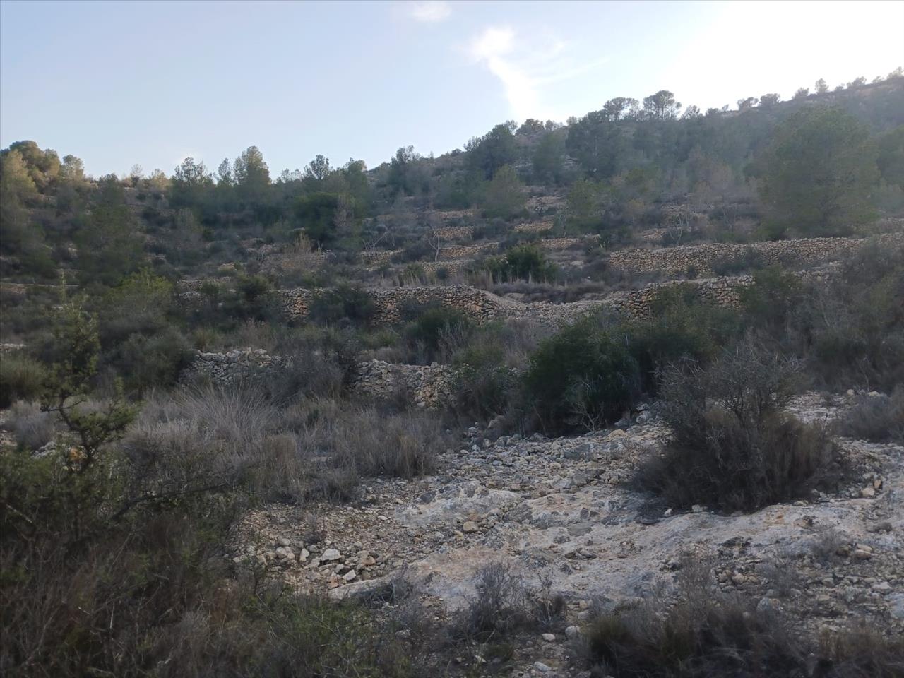 Terreno Rústico em Monóvar, Alicante - Oportunidade Única! - Image 13