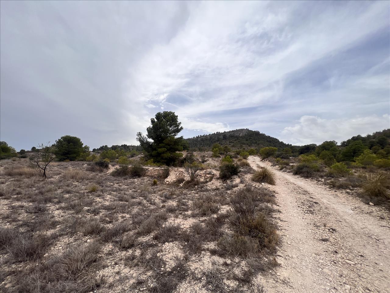 Terreno Rústico em Monóvar, Alicante - Oportunidade Única! - Image 15