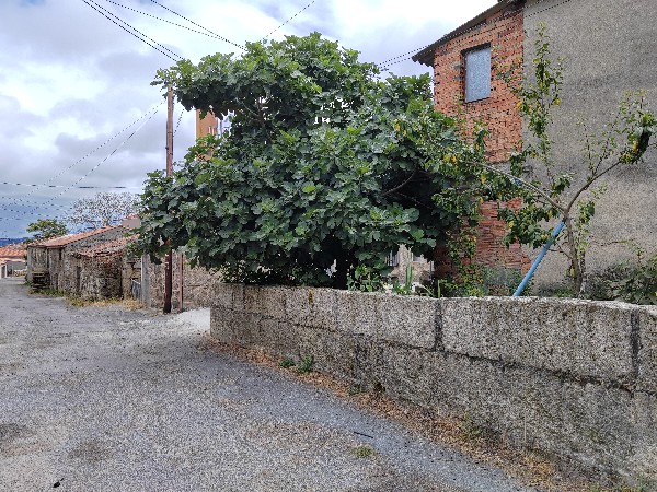 Blancos (Os), Ourense