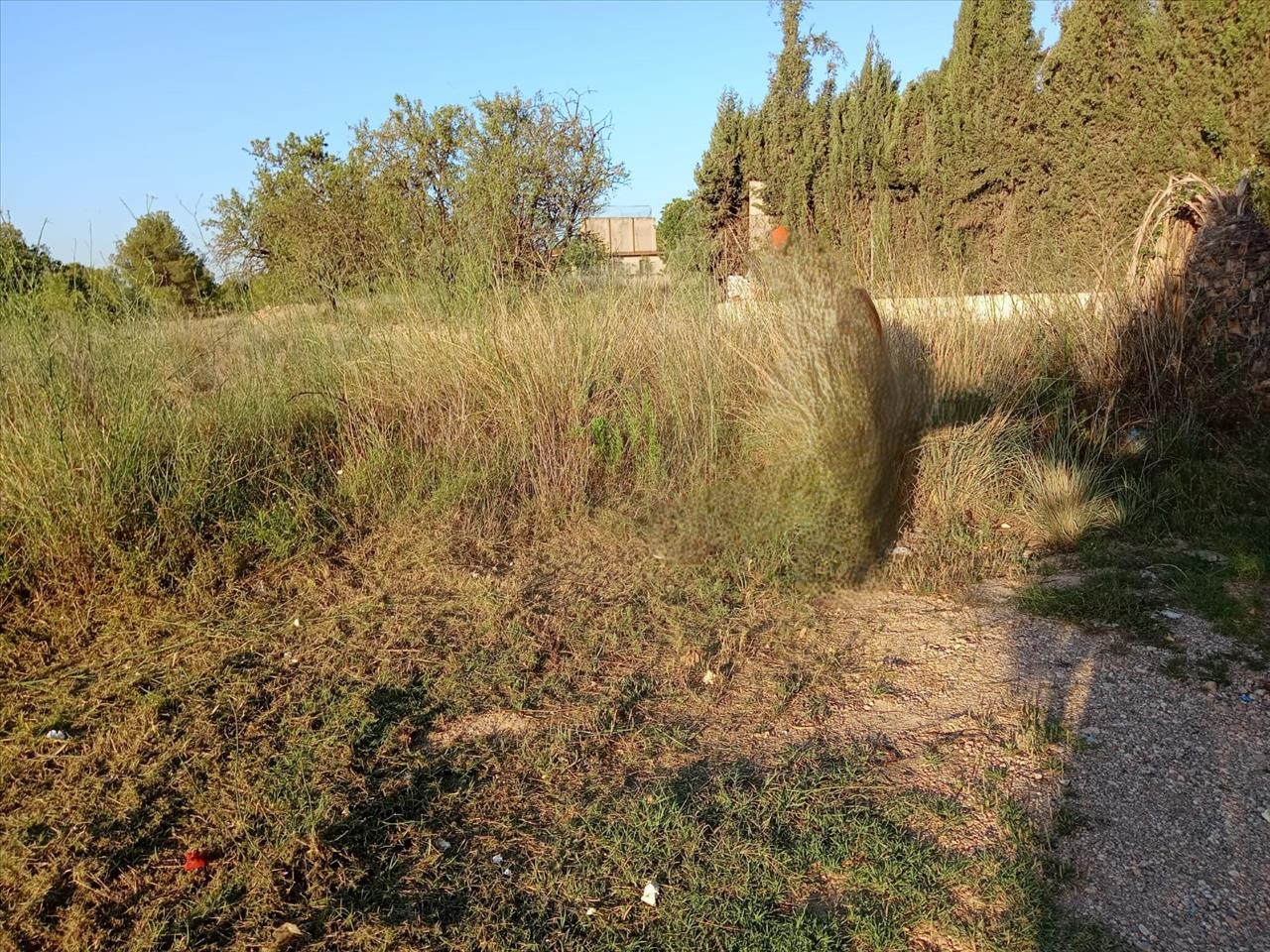 - Image 5