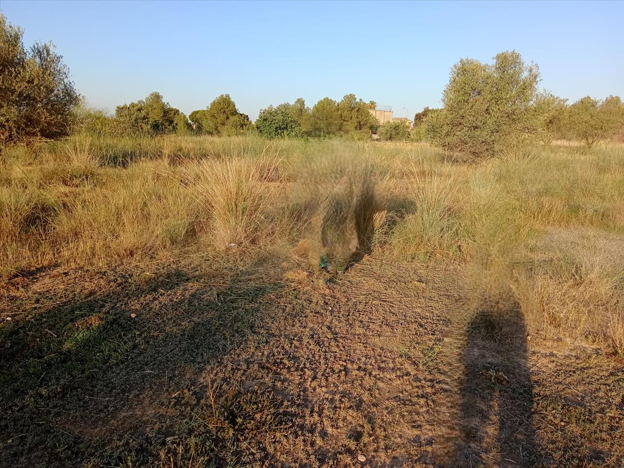 - Image 2