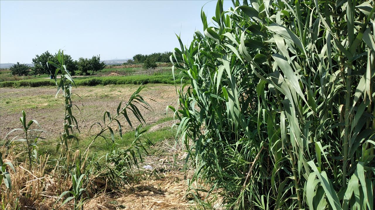 Image3
