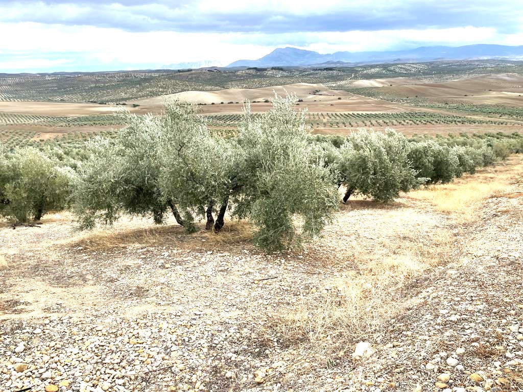 Finca rústica en Proc. Simplificado