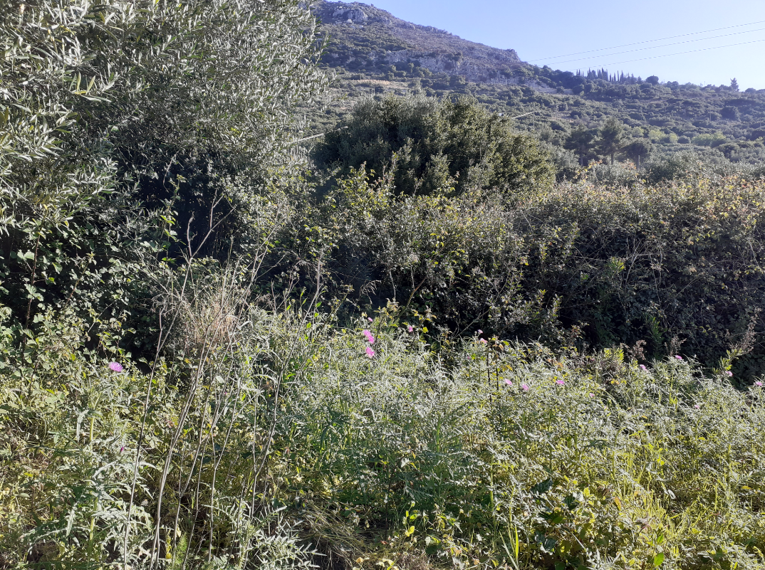 Διατίθεται προς πώληση οικόπεδο 4430.29 τ.μ., στη θέση «Περιβόλια» εντός των ορίων οικισμού Βαλεριάνου, της Δημοτικής Ενότητας Ελειού-Πρόννων, στο Αργοστόλι Κεφαλονιάς