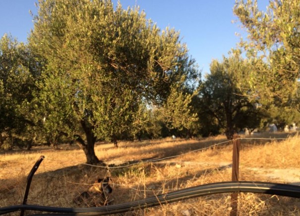 Διατίθεται προς πώληση οικόπεδο 2297.76 τ.μ., επί της οδού Μιχαήλ Κανάκη, θέση Βορινογούρνες, Ηράκλειο