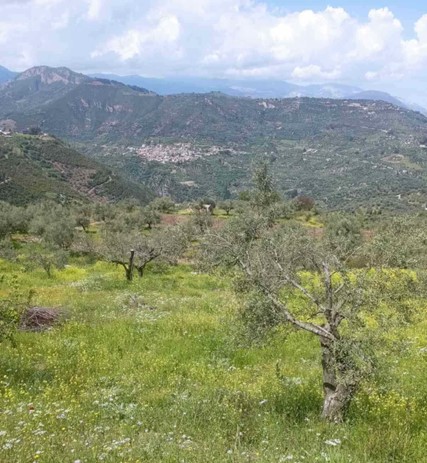 Διατίθεται προς πώληση αγροτεμάχιο 3870.25 τ.μ., στην θέση Τρανά Δέντρα, Αιγιάλεια