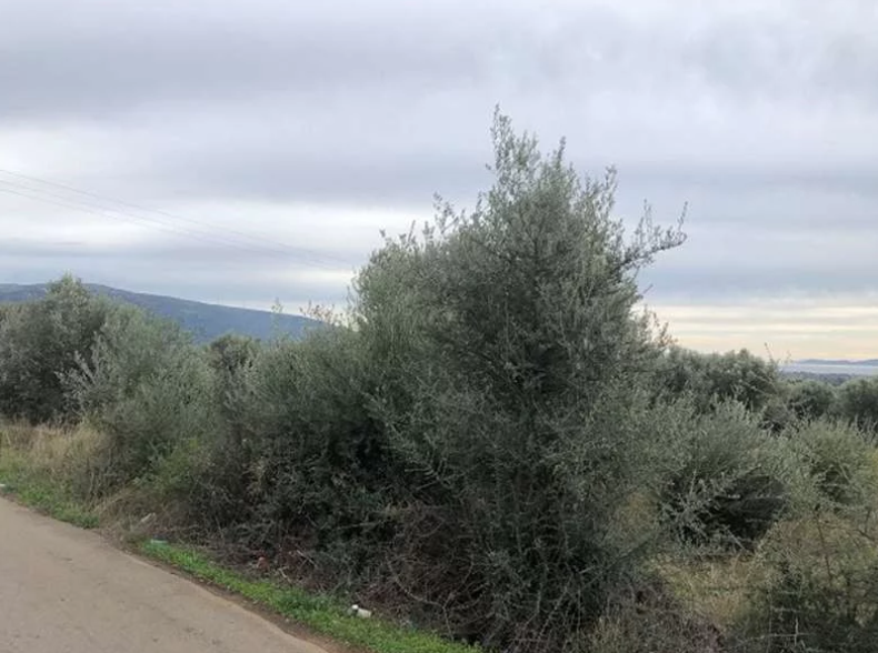 Διατίθεται προς πώληση αγροτεμάχιο 10000 τ.μ., Θέση Μπαραμπούτη, Ερέτρια
