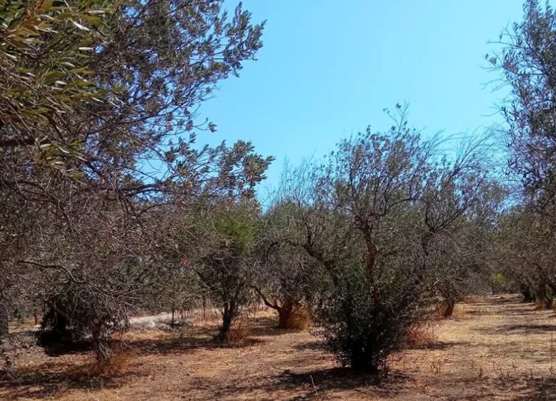Διατίθεται προς πώληση οικόπεδο 506 τ.μ., Θέση Κάμπος, Ερμιονίδα