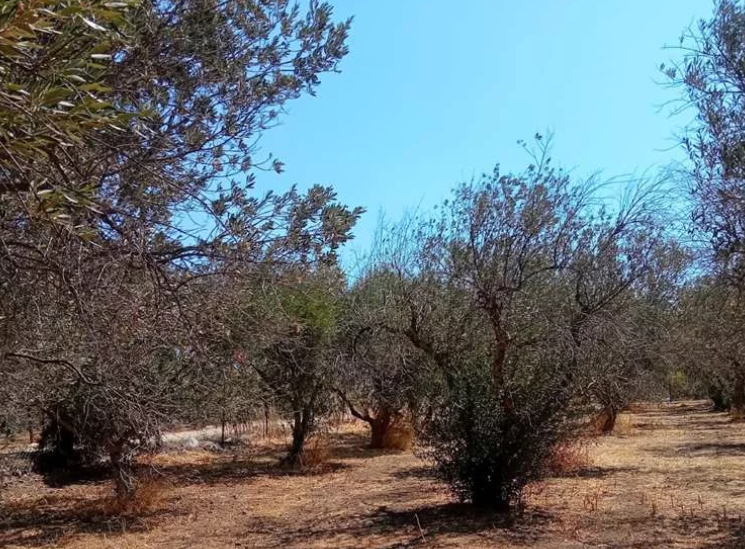 Διατίθεται προς πώληση οικόπεδο 505 τ.μ., Θέση Κάμπος, Ερμιονίδα