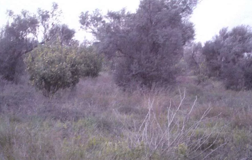 Διατίθεται προς πώληση αγροτεμάχιο επιφάνειας 3.285 τ.μ., στη θέση "Κάμπος ή Παπαγριλιά", στην περιοχή των Καμαρών Ερινέου, στον Δήμο Αιγιαλείας, Νομός Αχαΐας