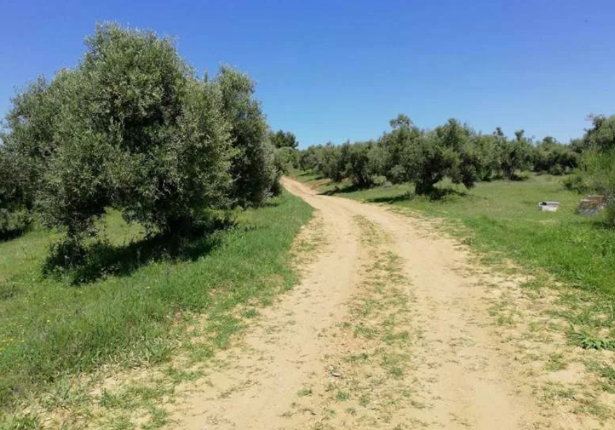 Διατίθεται προς πώληση αγροτεμάχιο 8855 τ.μ., εκτός σχεδίου οικισμού, Πέτρα, Αγία Παρασκευή, Κασσάνδρα