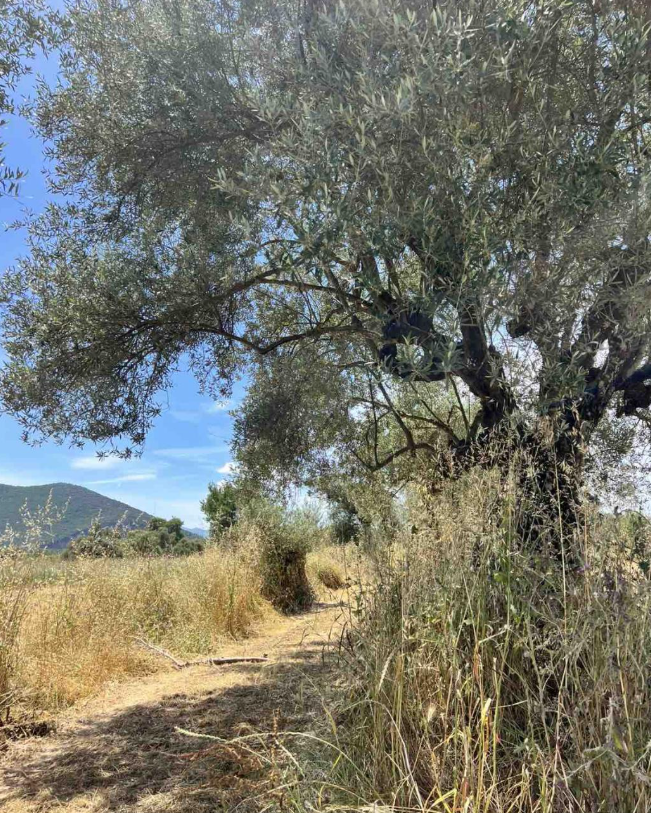 Διατίθεται προς πώληση Αγροτεμάχιο 7489.41 τ.μ., άρτιο και οικοδομήσιμο, εκτός οικισμού, στη θέση Κοτρώνι, Ανθούσα, Μελιγαλάς, Μεσσηνία