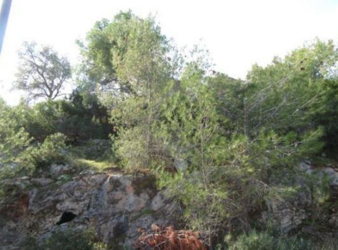 Διατίθεται προς πώληση οικόπεδο 1109 τ.μ., άρτιο και οικοδομήσιμο, στον παραθεριστικό οικισμό Μικρό Αμόνι, με πρόσοψη σε ανώνυμη οδό, Σοφικό, Κόρινθος