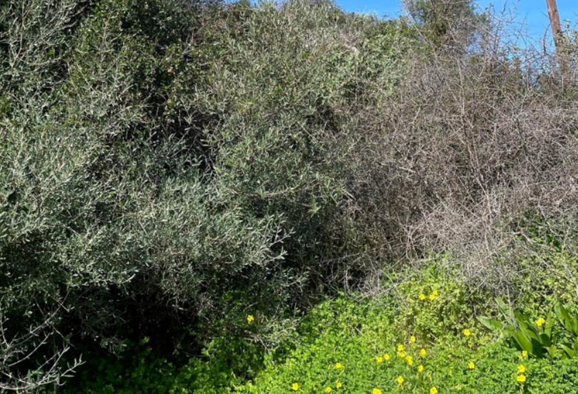 Διατίθεται προς πώληση οικόπεδο 1043.20 τ.μ., άρτιο και οικοδομήσιμο, διαμπερές, εντός οικισμού, με πρόσοψη σε δημοτικούς δρόμους, στη θέση Σχιστό-Παλιάλωνο, Δράπανος